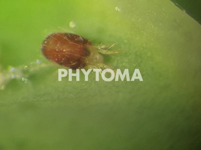 Tetraanychus urticae